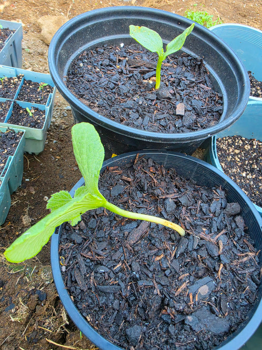 Pumpkin Seedling
